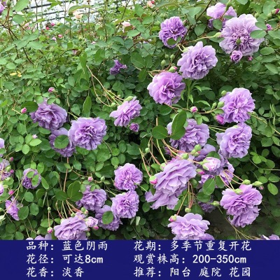 青涩 【1米6大苗】蔷薇花苗藤本月季特大花爬藤植物四季开花卉盆栽玫瑰s586p